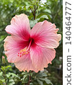 Photo of close-up pink hibiscus flower for plants, tree, park, picnic, nature, garden, home, house yard, decorations, summer vibe, girly elements, shirt print, poster, post card, fashion, accessory 140464777