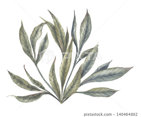 Watercolor muted green peony leaves botanical arrangement. Hand drawn foliage bouquet in vintage elegance style. Floral design for wedding invitation. Romantic garden card decorative art element. Watercolor muted green peony leaves botanical arrangement. Hand drawn foliage bouquet in vintage elegance style. Floral design for wedding invitation. Romantic garden card decorative art element. 140464802