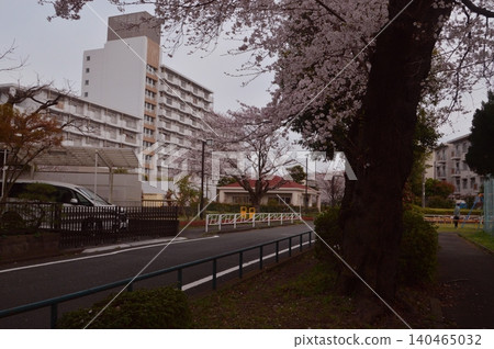 Cherry blossoms in the countryside of Tokyo Cherry blossoms in the countryside of Tokyo 140465032