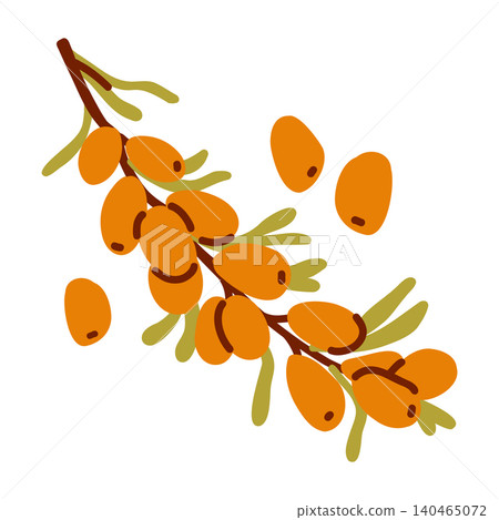 A juicy illustration of sweet and tart sea buckthorn on a branch with individual berries and leaves with doodle elements A juicy illustration of sweet and tart sea buckthorn on a branch with individual berries and leaves with doodle elements 140465072
