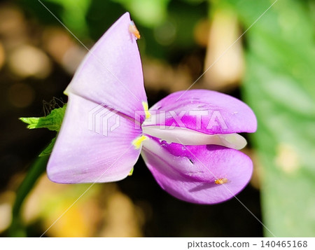 Purple long bean flowers are blooming Purple long bean flowers are blooming 140465168