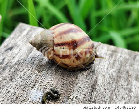 snail crawling on a board in the garden snail crawling on a board in the garden 140465180