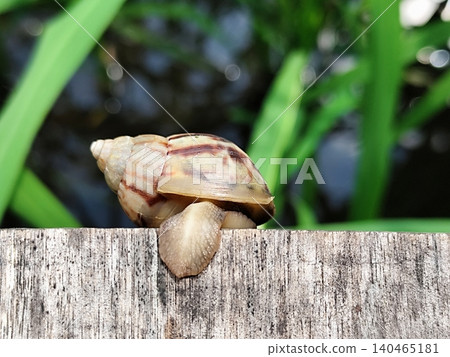 snail crawling on a board in the garden snail crawling on a board in the garden 140465181