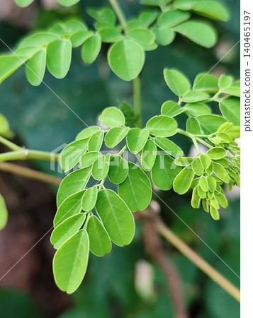 Moringa leaves in the garden Moringa leaves in the garden 140465197