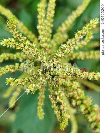 wild amaranth flowers in the garden wild amaranth flowers in the garden 140465200