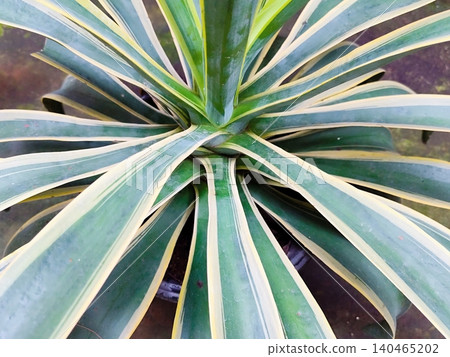 Agave angustifolia in a pot Agave angustifolia in a pot 140465202