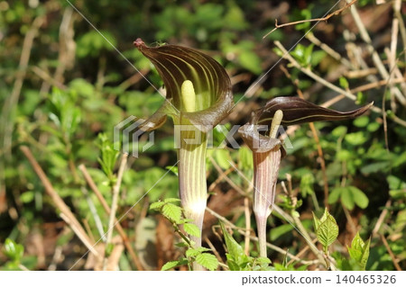 Arisaema ringens blooming side by side Arisaema ringens blooming side by side 140465326