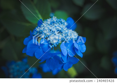 [Takahata Fudoson Hydrangea Festival] A close-up of beautiful blue lacecap hydrangeas wet with rain. 140465428