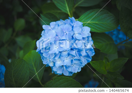 雨後,高畑不動寺的繡球花盛開,美不勝收。 雨後,高畑不動寺的繡球花盛開,美不勝收。 140465674