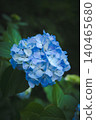 Hydrangeas at Takahata Fudo Temple bloom beautifully after the rain. 140465680
