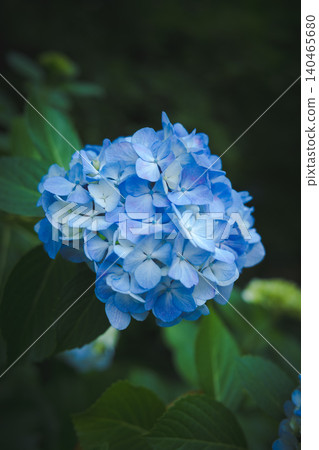 Hydrangeas at Takahata Fudo Temple bloom beautifully after the rain. Hydrangeas at Takahata Fudo Temple bloom beautifully after the rain. 140465680
