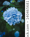 Hydrangeas at Takahata Fudo Temple bloom beautifully after the rain. 140465681
