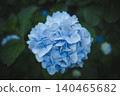 Hydrangeas at Takahata Fudo Temple bloom beautifully after the rain. 140465682