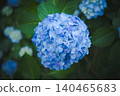 Hydrangeas at Takahata Fudo Temple bloom beautifully after the rain. 140465683