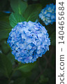 Hydrangeas at Takahata Fudo Temple bloom beautifully after the rain. 140465684