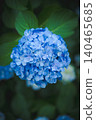 Hydrangeas at Takahata Fudo Temple bloom beautifully after the rain. 140465685
