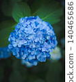 Hydrangeas at Takahata Fudo Temple bloom beautifully after the rain. 140465686