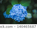 Hydrangeas at Takahata Fudo Temple bloom beautifully after the rain. 140465687