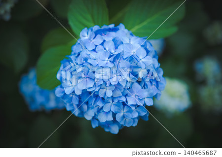 Hydrangeas at Takahata Fudo Temple bloom beautifully after the rain. Hydrangeas at Takahata Fudo Temple bloom beautifully after the rain. 140465687