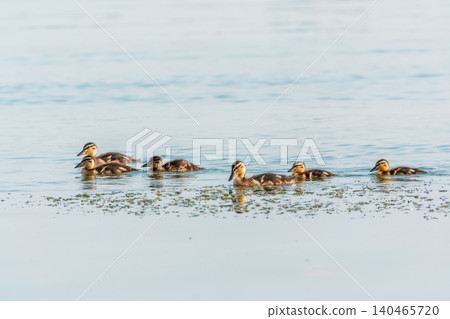 A family of ducks, a duck and its little ducklings are swimming in the water. The duck takes care of its newborn ducklings. Mallard, lat. Anas platyrhynchos 140465720