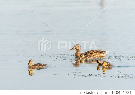 A family of ducks, a duck and its little ducklings are swimming in the water. The duck takes care of its newborn ducklings. Mallard, lat. Anas platyrhynchos A family of ducks, a duck and its little ducklings are swimming in the water. The duck takes care of its newborn ducklings. Mallard, lat. Anas platyrhynchos 140465721