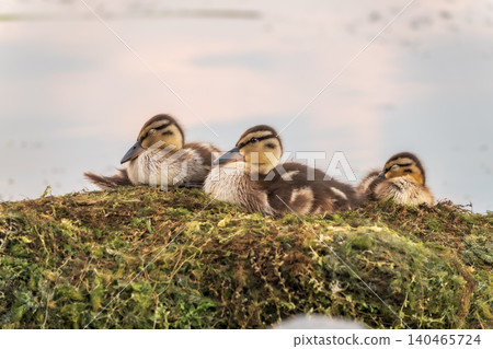 Cute little ducklings sits on a lake coast Cute little ducklings sits on a lake coast 140465724