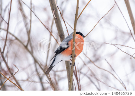Bullfinch, pyrrhula pyrrhula, sitting on a branch without leaves in the autumn or winter. 140465729