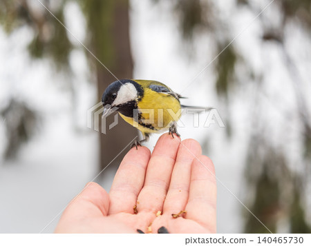 A tit sits on a man's hand and eats seeds. A tit sits on a man's hand and eats seeds. 140465730