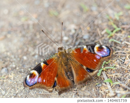 Peacock butterfly on the ground among the grass 140465739