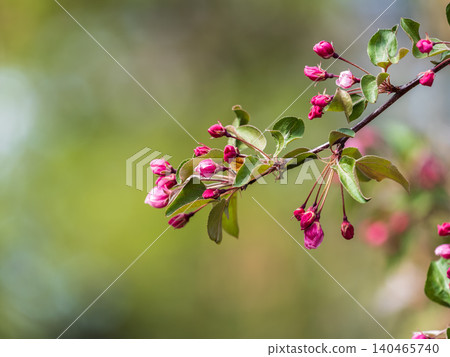 Fresh pink flowers of a blossoming apple tree with blured background 140465740