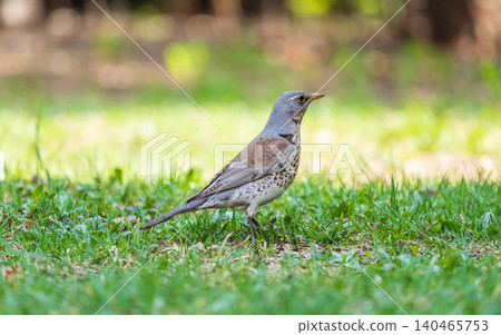 Wood bird Fieldfare, Turdus pilaris, on a sprng lawn. Wood bird Fieldfare, Turdus pilaris, on a sprng lawn. 140465753