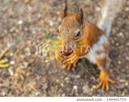 Squirrel in autumn or spring with nut on the green grass with fallen yellow leaves Squirrel in autumn or spring with nut on the green grass with fallen yellow leaves 140465754