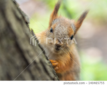 The squirrel with nut sits on a branches in the spring or summer. 140465755