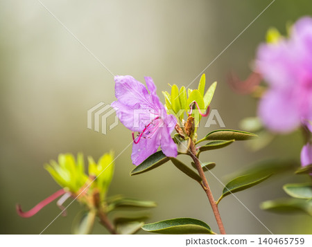 Pink flowers of Siberian rhododendron copy space. Rhododendron dauricum. Spring flowering of Altai rhododendron. Pink flowers of Siberian rhododendron copy space. Rhododendron dauricum. Spring flowering of Altai rhododendron. 140465759