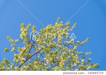 Apple tree branches with white flowers on a background of blue clear sky. Apple tree branches with white flowers on a background of blue clear sky. 140465770