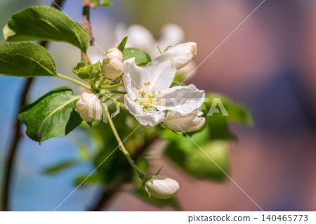 White blossoming apple trees in the sunset light. Spring season, spring colors. White blossoming apple trees in the sunset light. Spring season, spring colors. 140465773