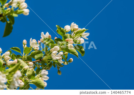 Apple tree branches with white flowers on a background of blue clear sky. Apple tree branches with white flowers on a background of blue clear sky. 140465774