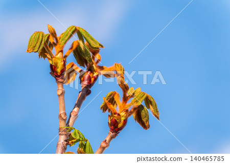 Green Chestnut Leaves in beautiful light. Spring season, spring colors. 140465785