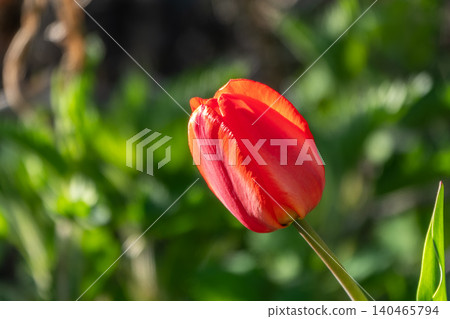Colorful red tulips blossom in spring garden 140465794