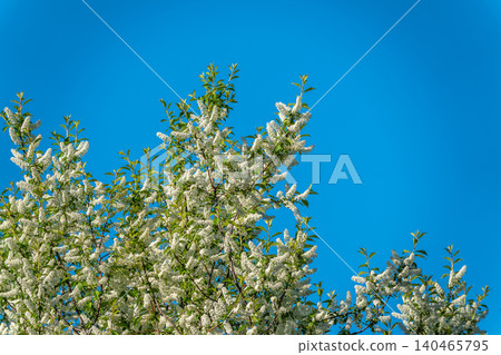 White flowers blooming bird cherry. Close-up of a Flowering Prunus padus Tree with White Little Blossoms White flowers blooming bird cherry. Close-up of a Flowering Prunus padus Tree with White Little Blossoms 140465795