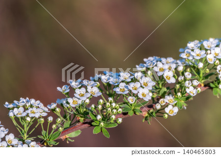 Beautiful white flowers Spirea aguta or Brides wreath. Beautiful white flowers Spirea aguta or Brides wreath. 140465803