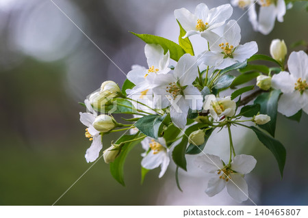 White blossoming apple trees in the sunset light. Spring season, spring colors. White blossoming apple trees in the sunset light. Spring season, spring colors. 140465807