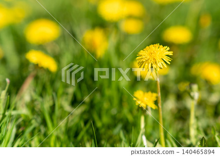 Vibrant yellow dandelions stand tall among green grass, soaking in sunlight on a beautiful spring day, showcasing natures beauty and renewal. Vibrant yellow dandelions stand tall among green grass, soaking in sunlight on a beautiful spring day, showcasing natures beauty and renewal. 140465894