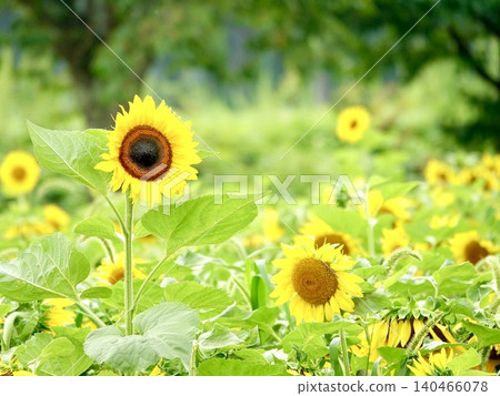 Vibrant sunflowers blooming in full glory in Hokkaido during the summer. Vibrant sunflowers blooming in full glory in Hokkaido during the summer. 140466078