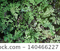 Adiantum ferns growing profusely on rocky areas 140466227