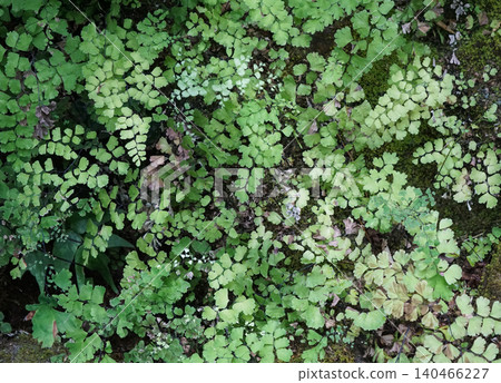 Adiantum ferns growing profusely on rocky areas Adiantum ferns growing profusely on rocky areas 140466227