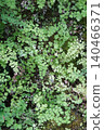 Adiantum growing profusely on the rock face 140466371