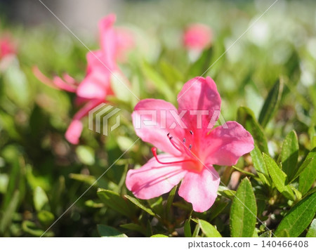 小月花盛開 小月花盛開 140466408