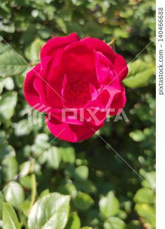 Lush flowering bush of red rose variety Hansaland Lush flowering bush of red rose variety Hansaland 140466688