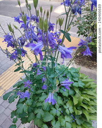 Aquilegia vulgaris flower blue barlow in garden Aquilegia vulgaris flower blue barlow in garden 140466689